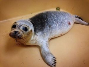 Geadopteerde zeehond van Groenendaal verhuur